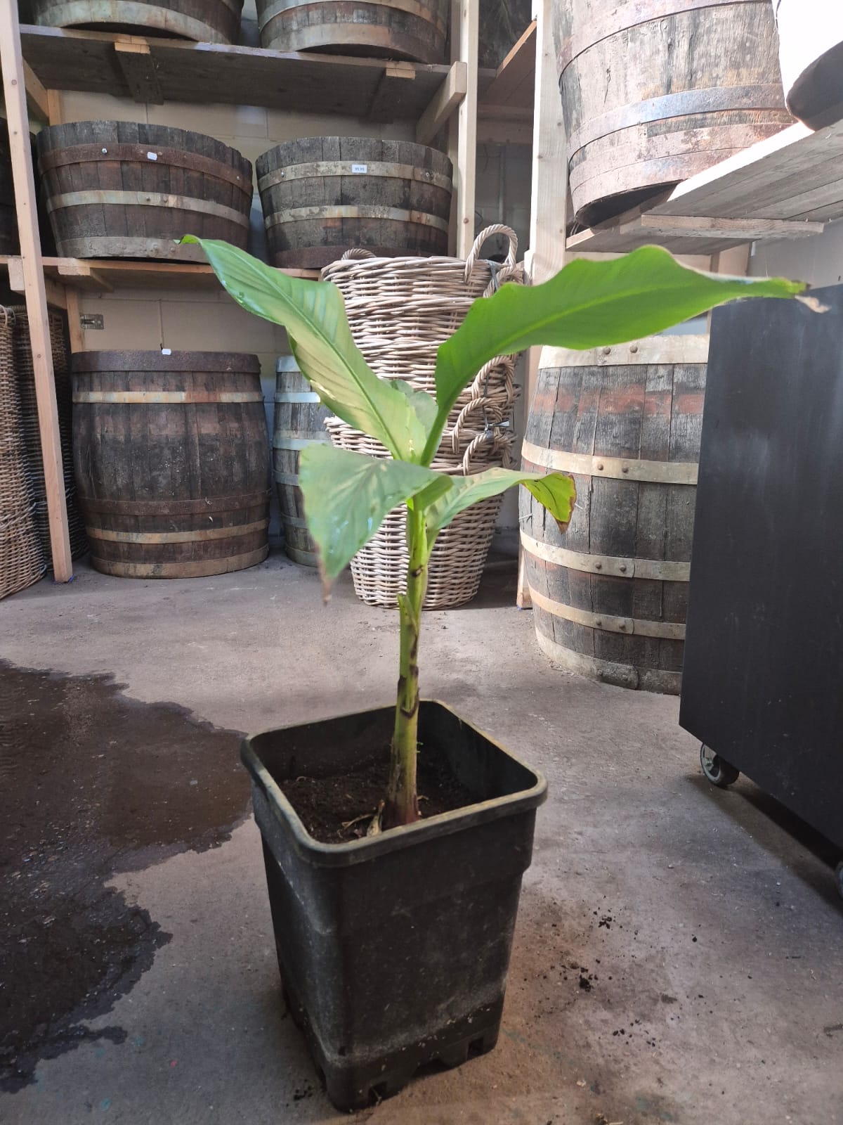 Musa basjoo - Japanese Fiber Banana - Organic