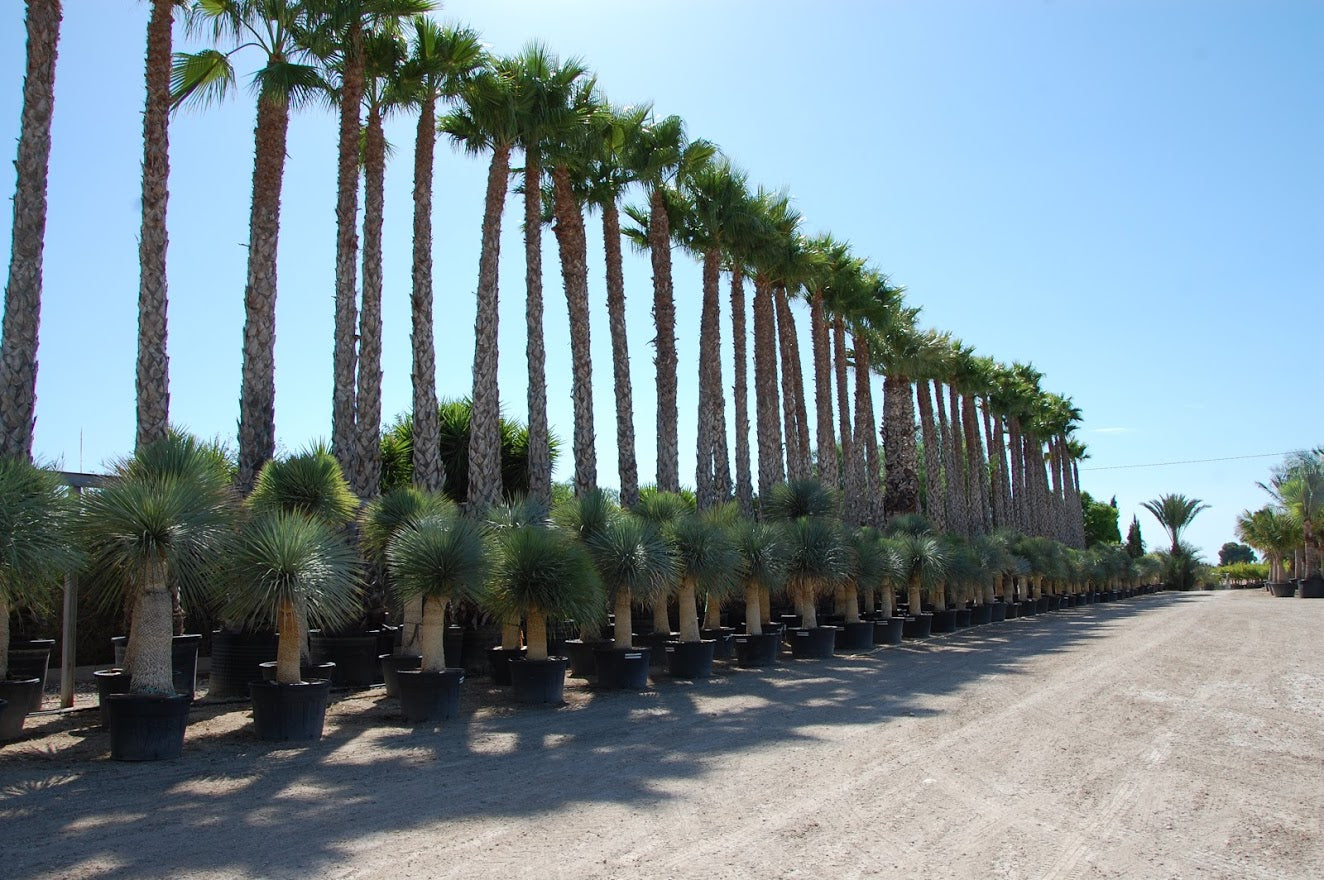 Washingtonia robusta - Desert palm