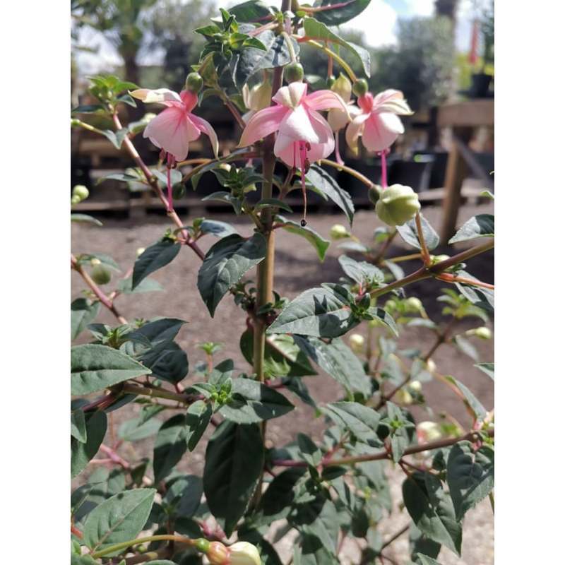 Fuchsia - Bellenplant