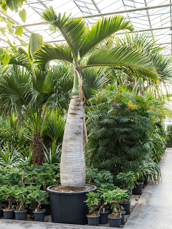 Hyophorbe lagenicaulis - Flessenpalm