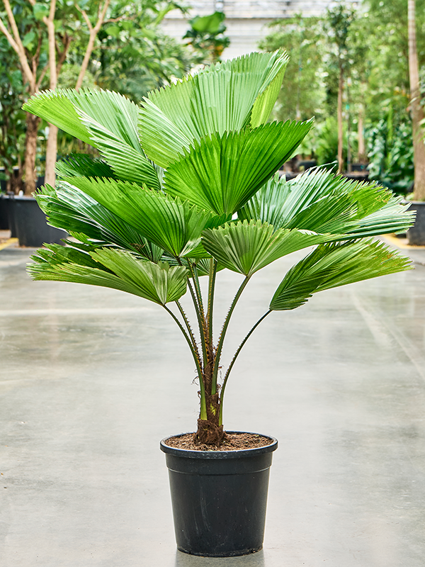 Licuala grandis - Waaierpalm