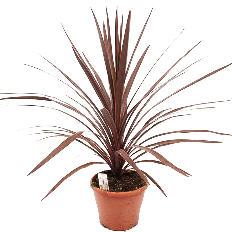 Cordyline australis 'Red Star' - Rode Koolpalm