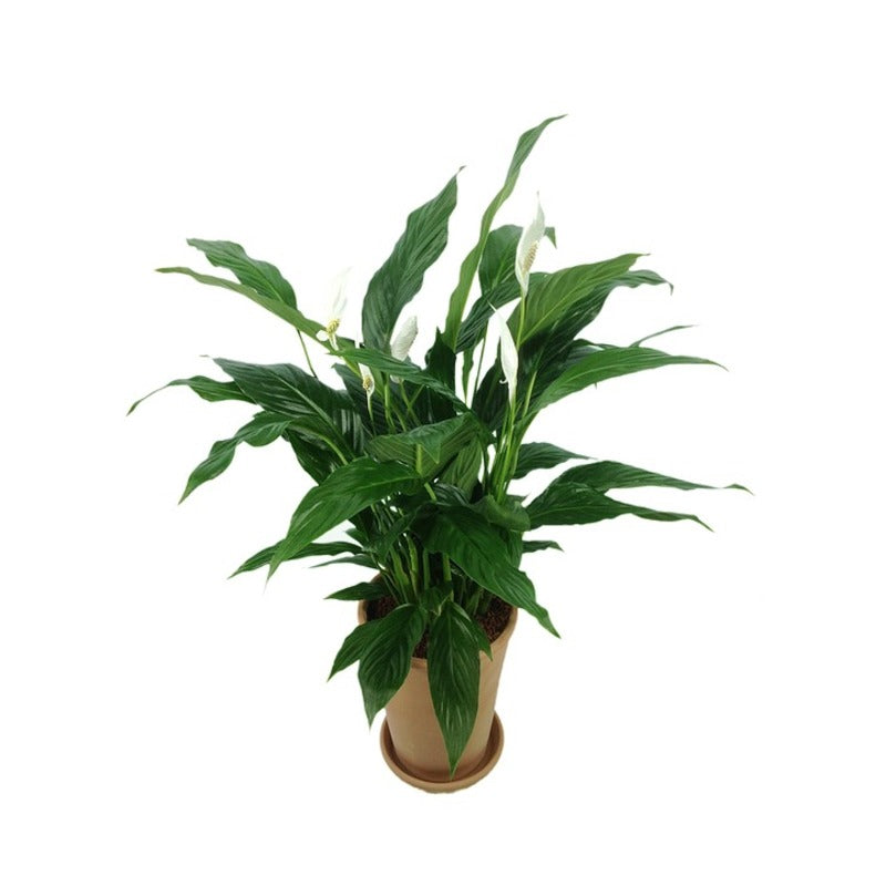 Spathiphyllum - Lepelplant