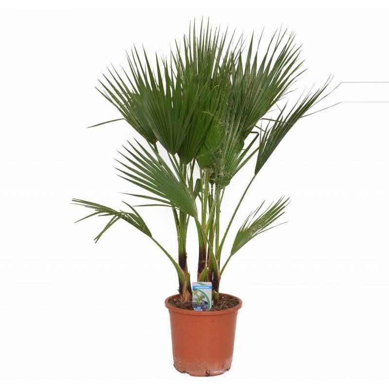 Washingtonia robusta - Woestijnpalm