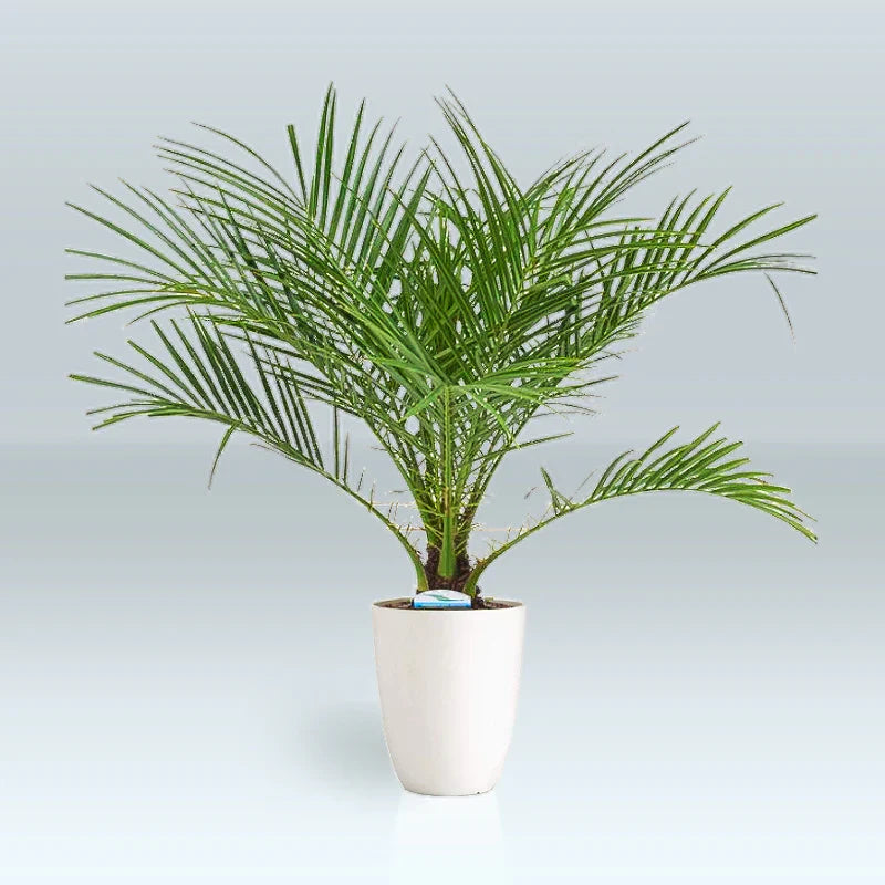 Phoenix roebelenii - Dwergdadelpalm