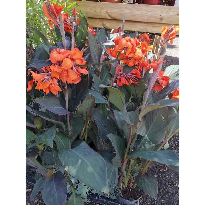 Canna - bloemriet