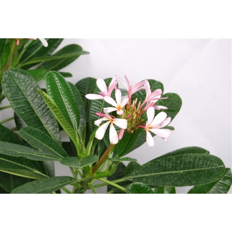 Plumeria Rubra Divine - Tempelboom - Frangipani