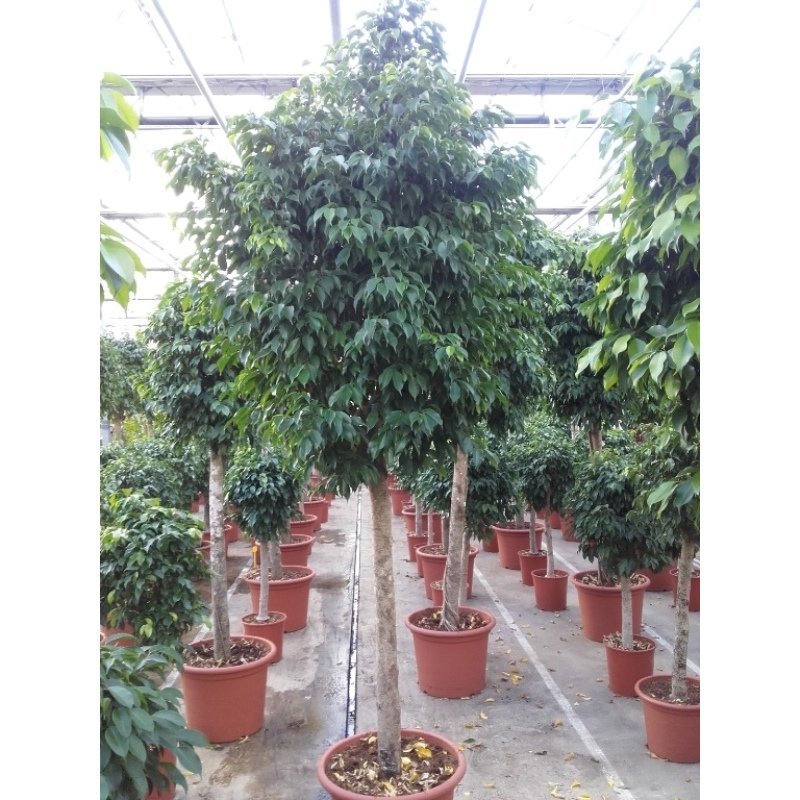 Ficus benjamina 'Columnar' - Treurvijg - Waringin