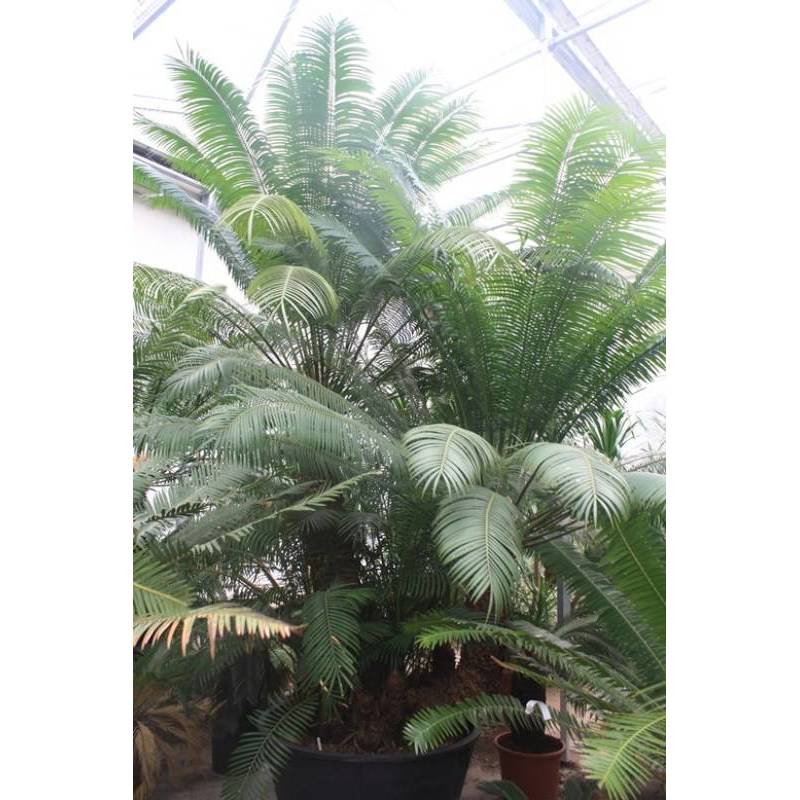 Cycas rumphii - Vredespalm