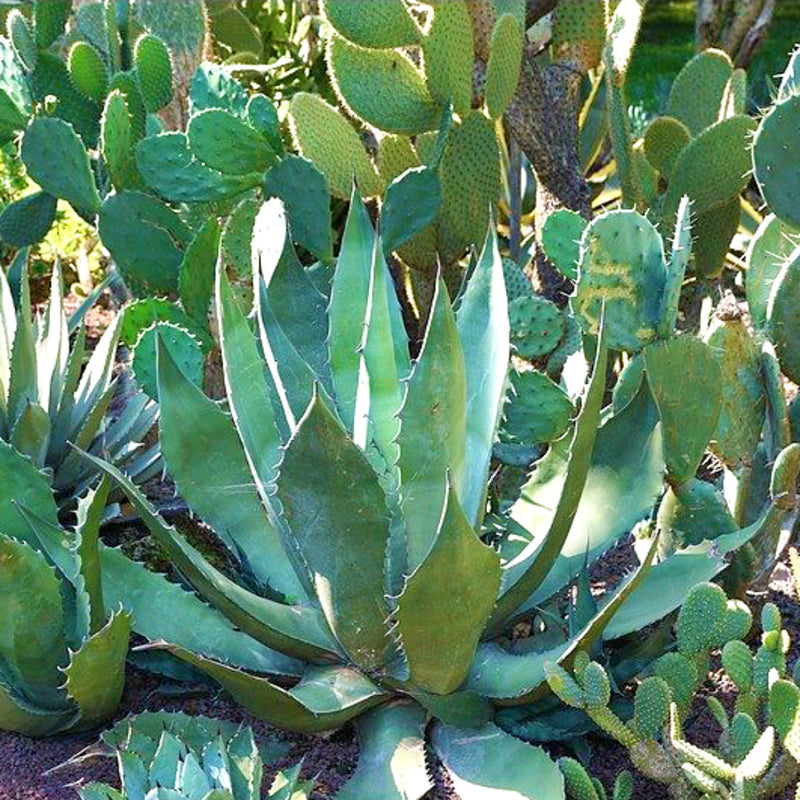 Agaves