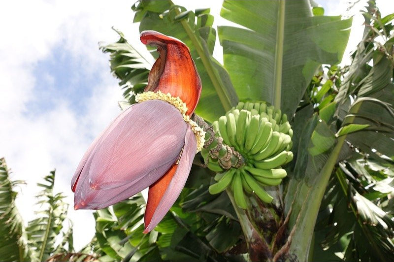 Overige Eetbare Planten