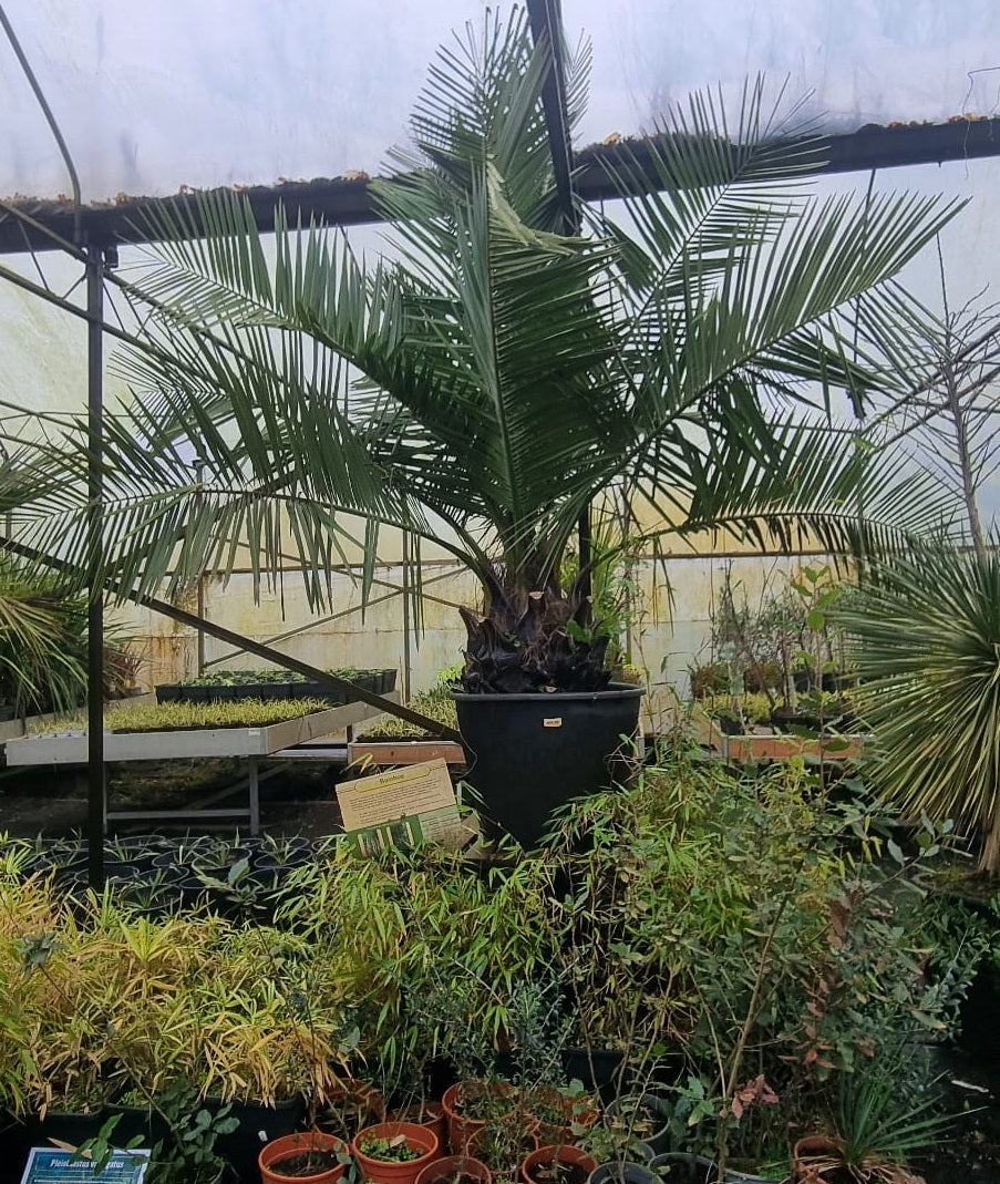 Jubaea chilensis - Coconut palm