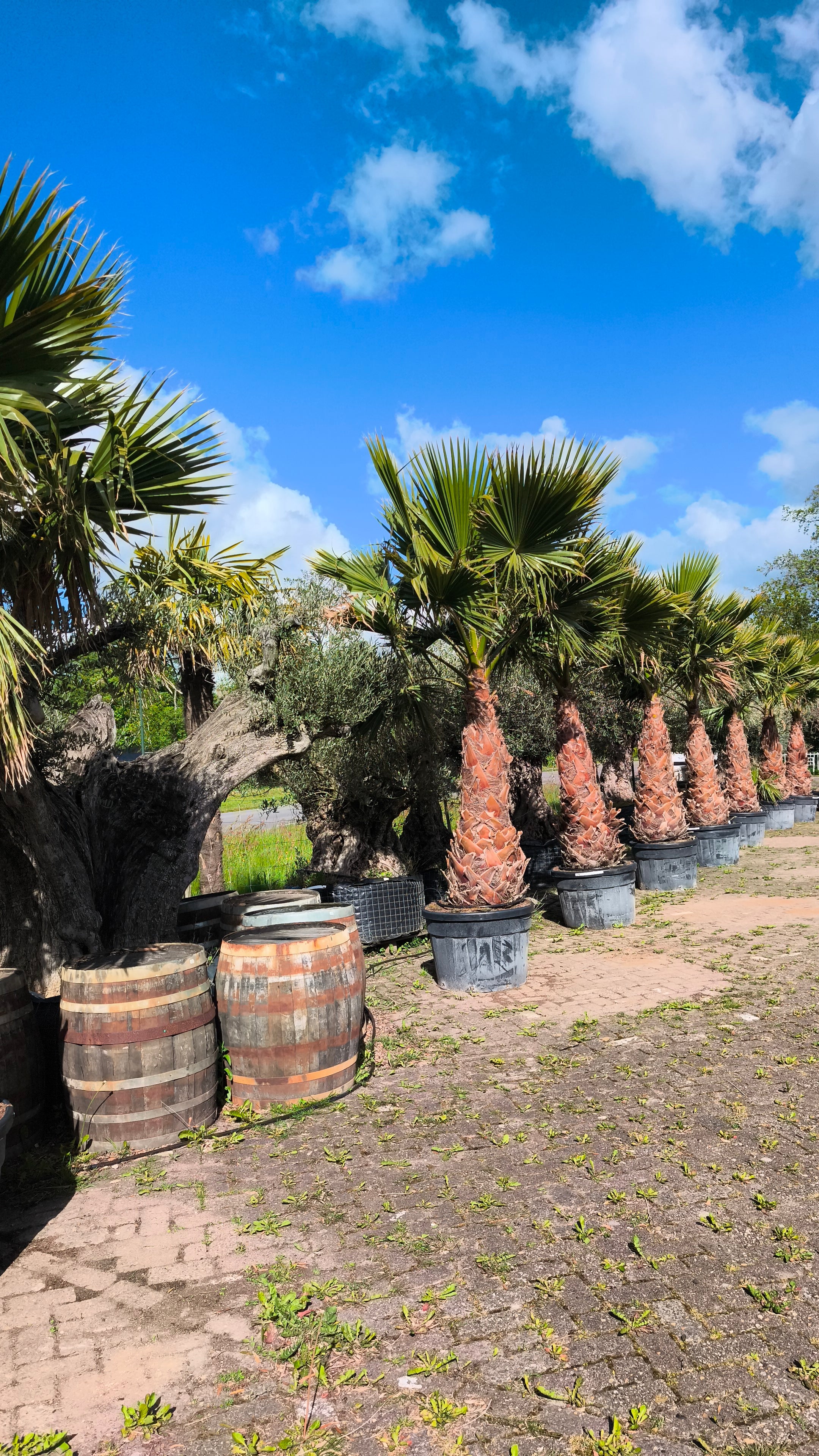 Washingtonia robusta - Woestijnpalm