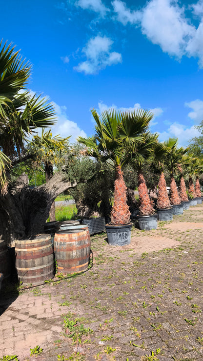 Washingtonia robusta - Woestijnpalm
