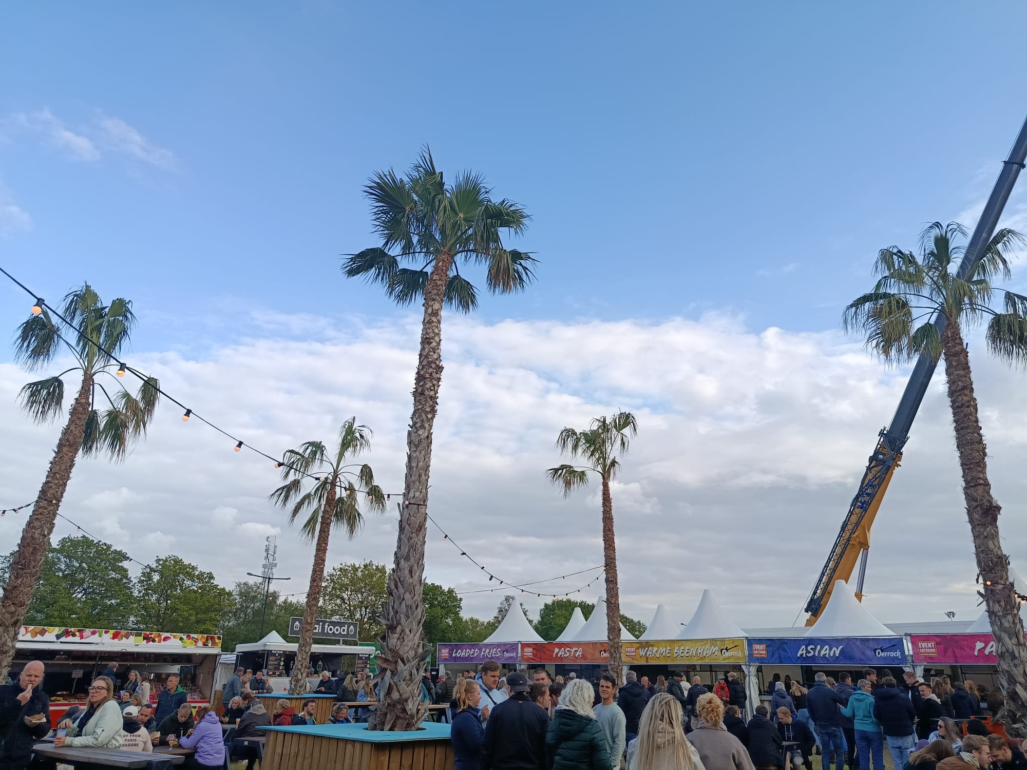 Washingtonia robusta - Woestijnpalm