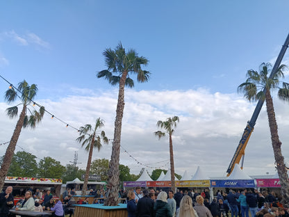 Washingtonia robusta - Woestijnpalm