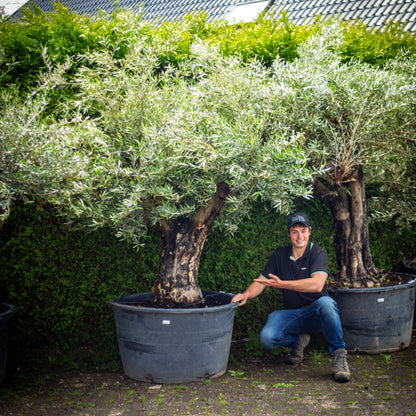 Olea europaea - Olijfboom