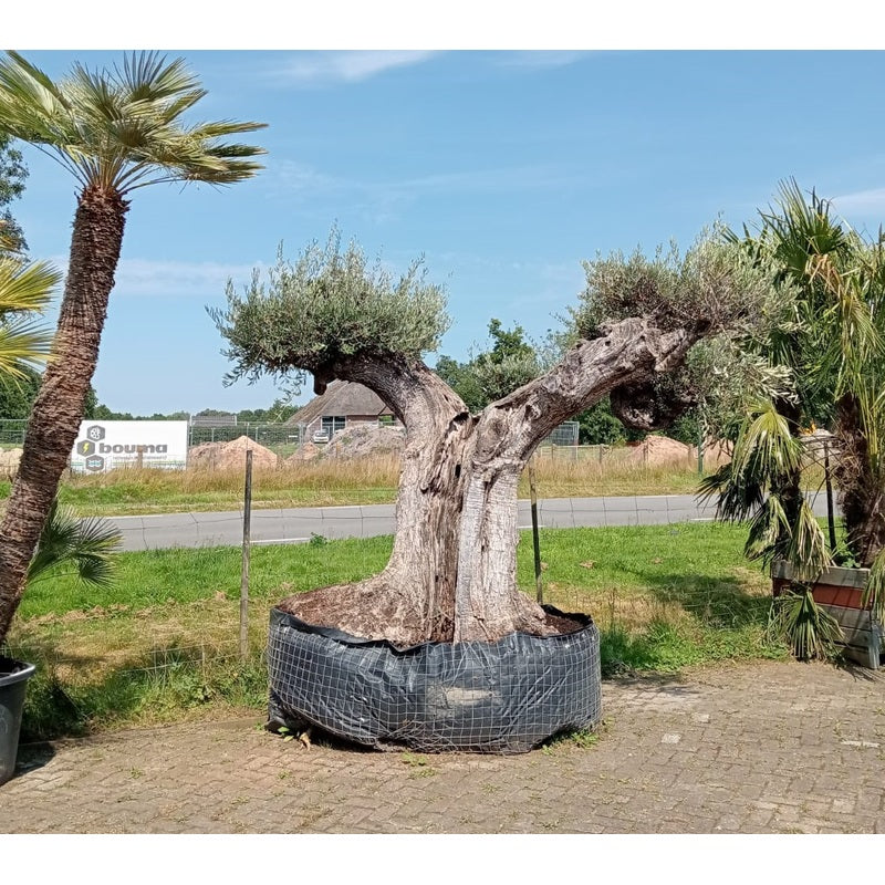 Olea europaea - Olive tree