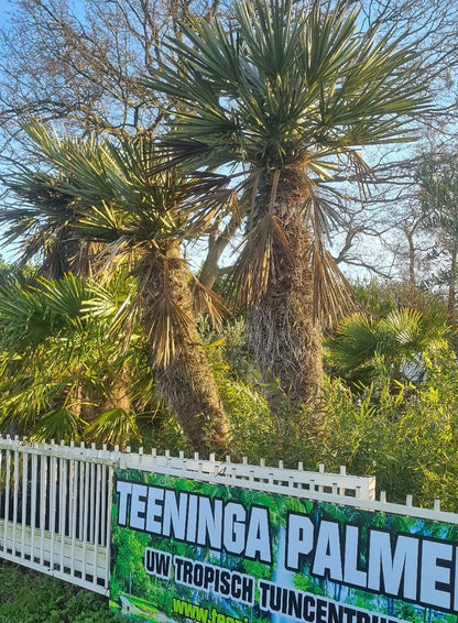 Trithrinax campestris - Blauwe dadelpalm