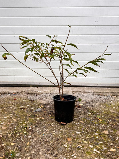 Forsythia - Chinees klokje