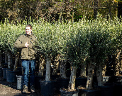 Olea europaea - Olijfboom