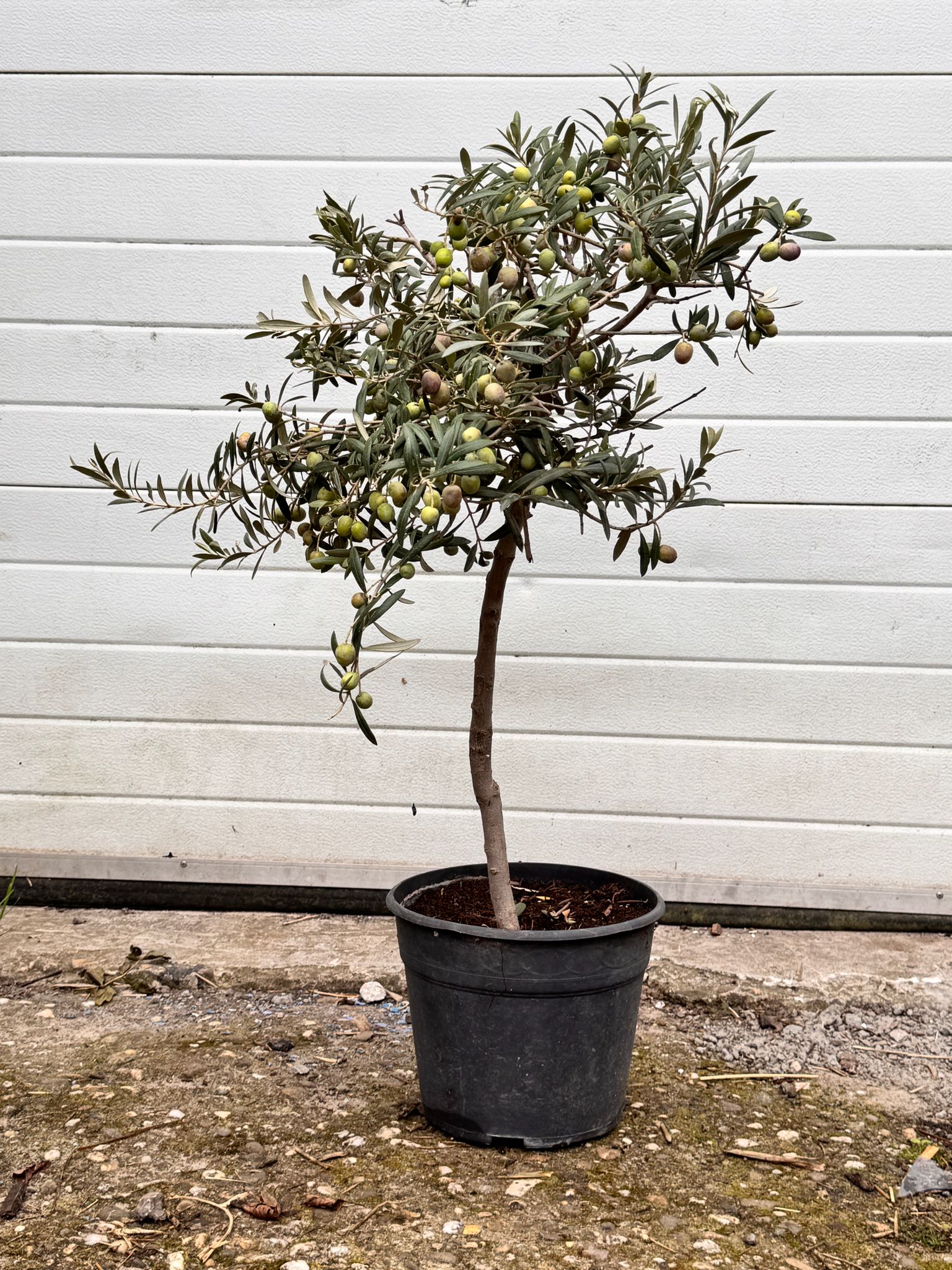 Olea europaea - Olive tree