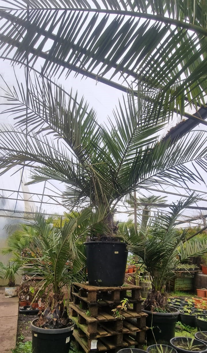 Jubaea chilensis - Kokospalme