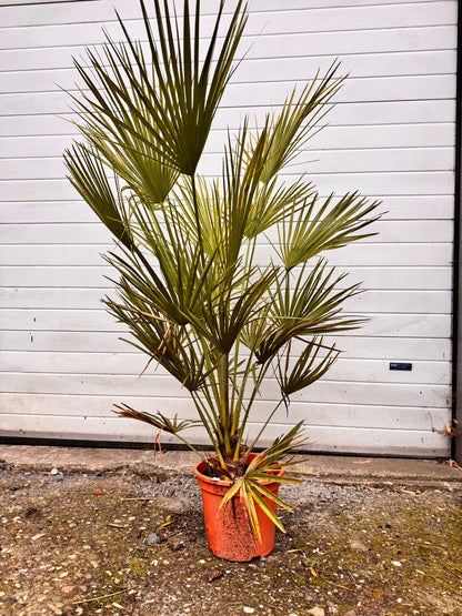 Trachycarpus fortunei - Fan palm