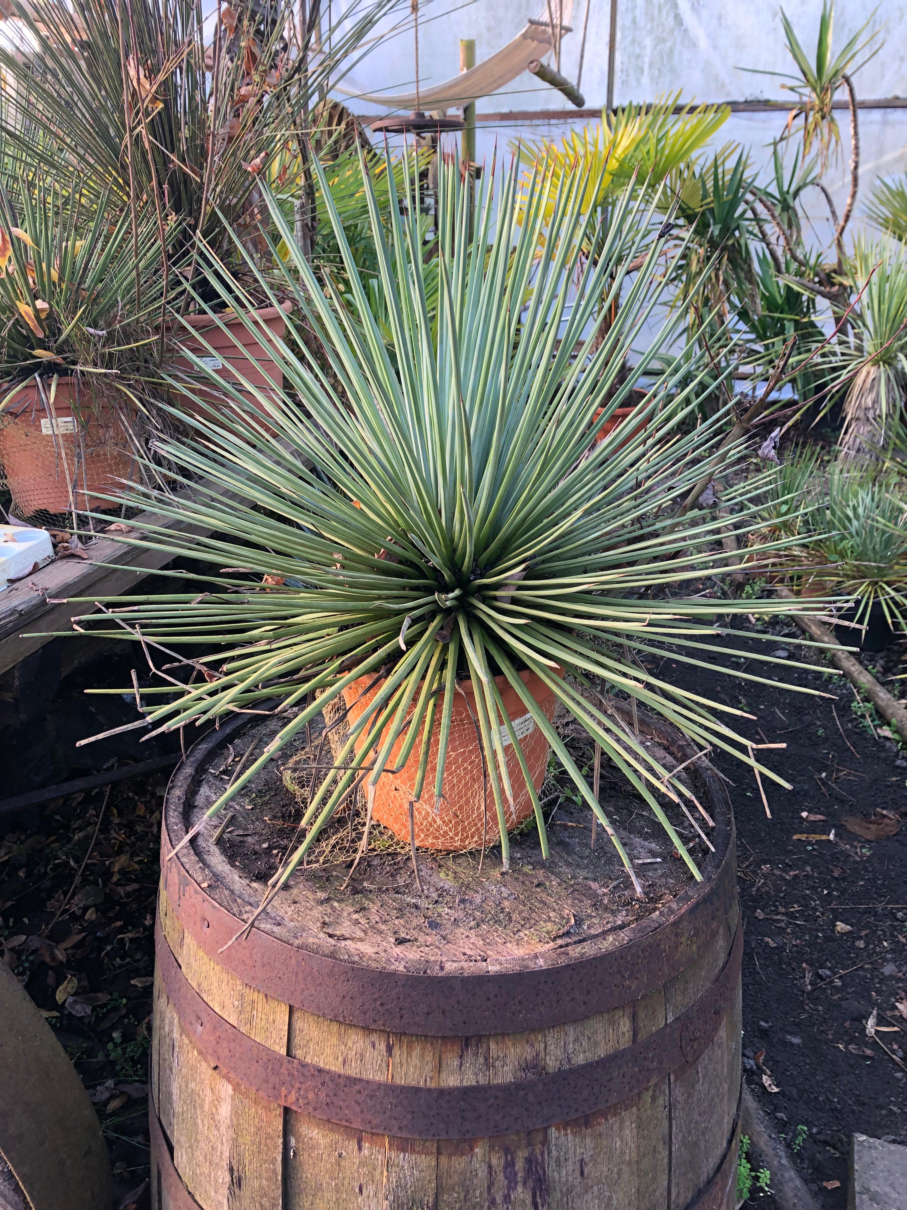 Agave stricta - Agave Blue