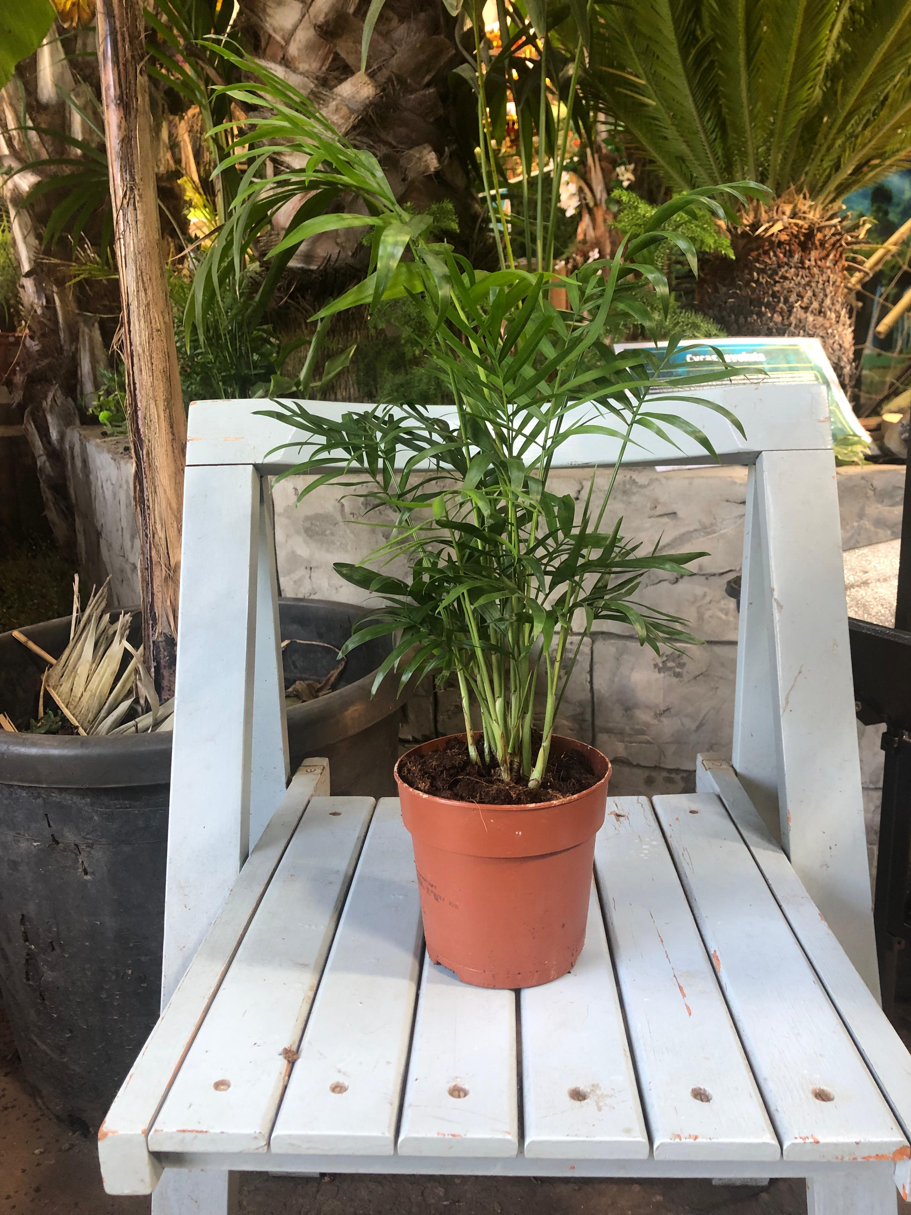Chamaedorea elegans - Mexican Mountain Palm