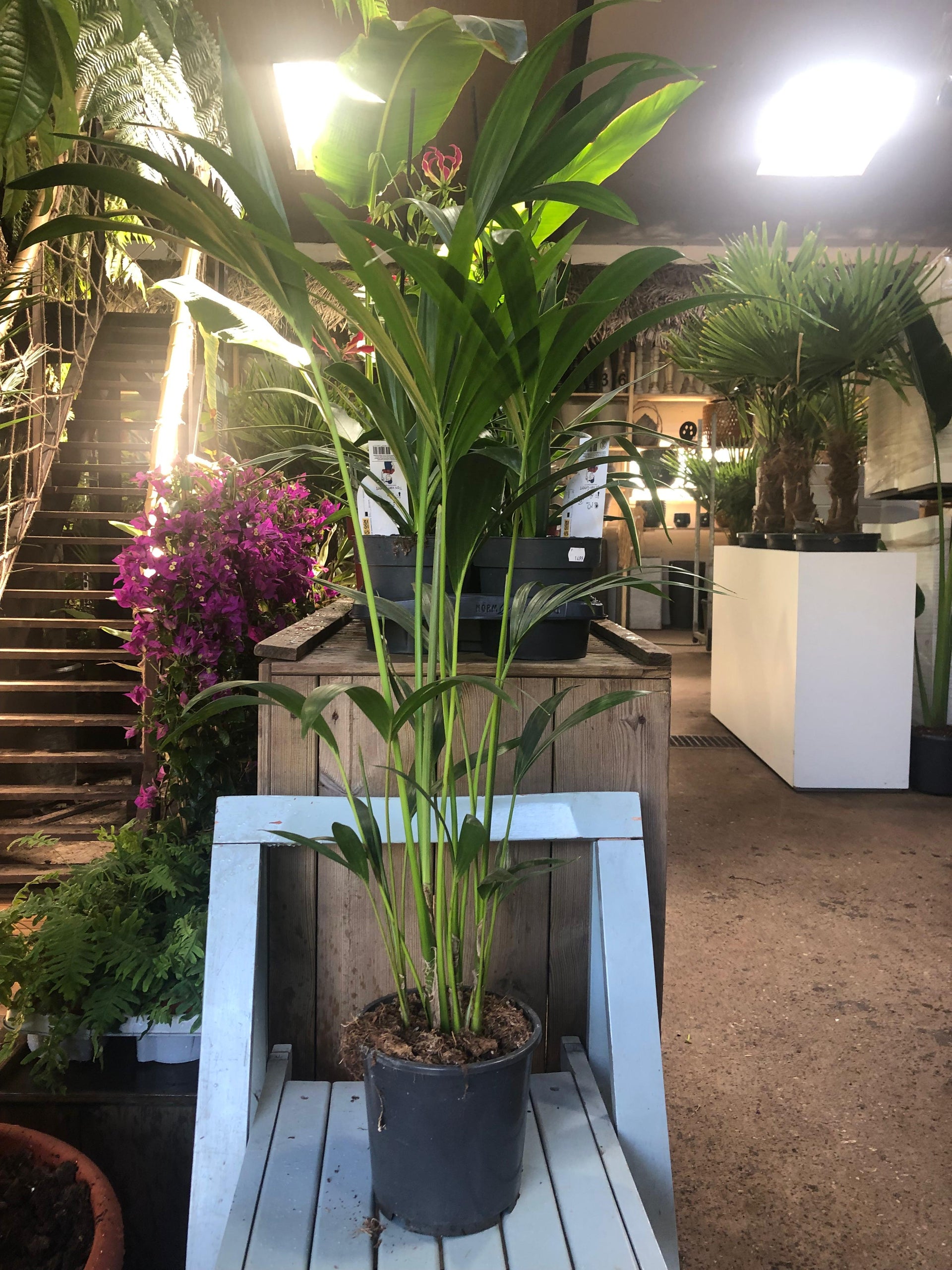 Howea forsteriana