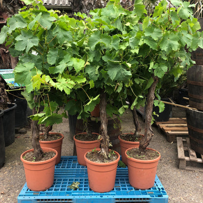 Vitis vinifera - White grape vine - Organic