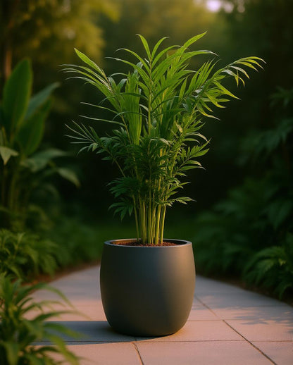 Chamaedorea elegans - Mexican Mountain Palm
