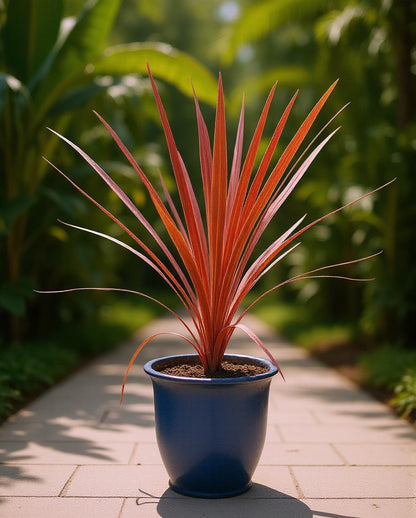 Cordyline australis 'Red Star' - Rotkohlpalme