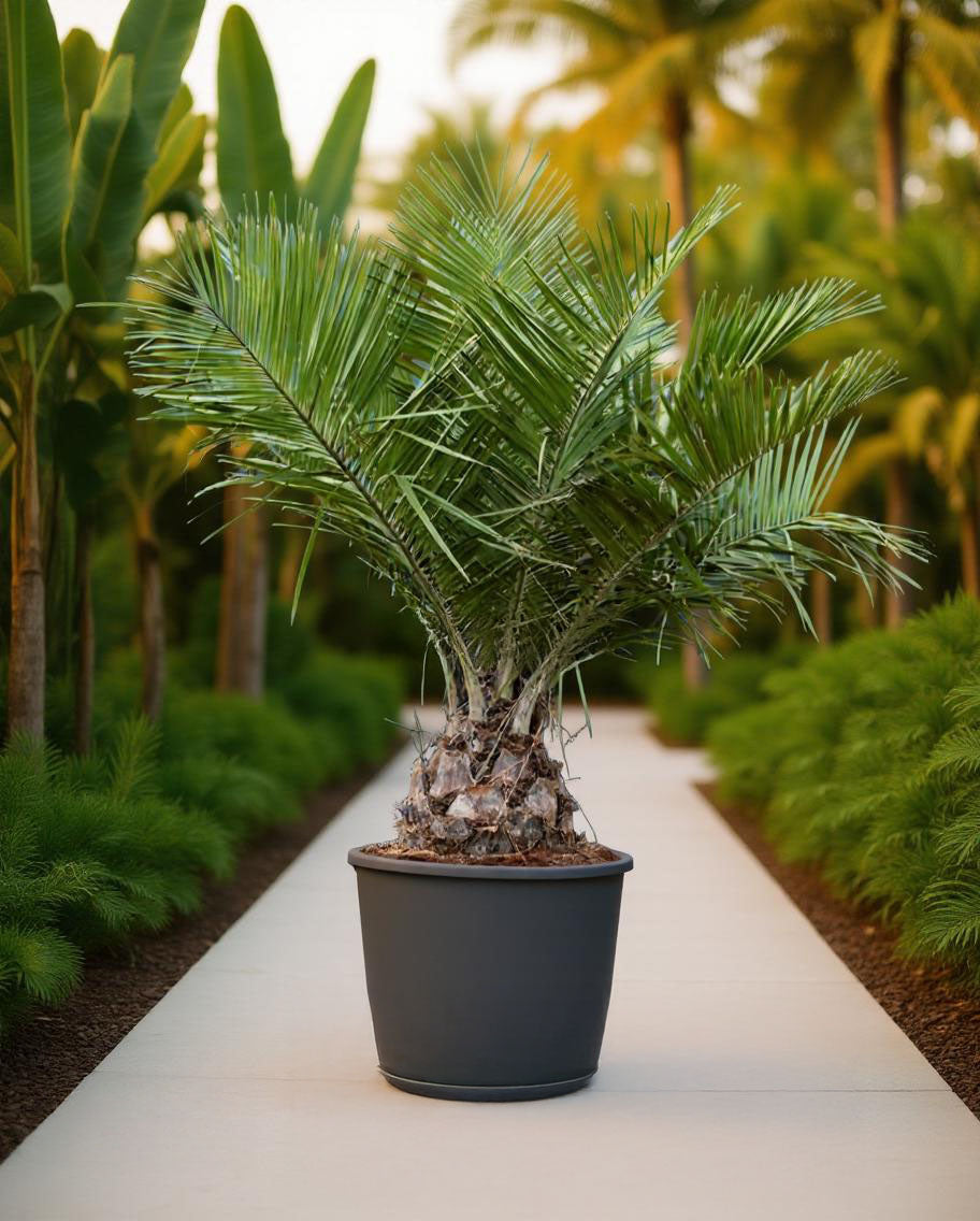 Jubaea chilensis - Coconut palm