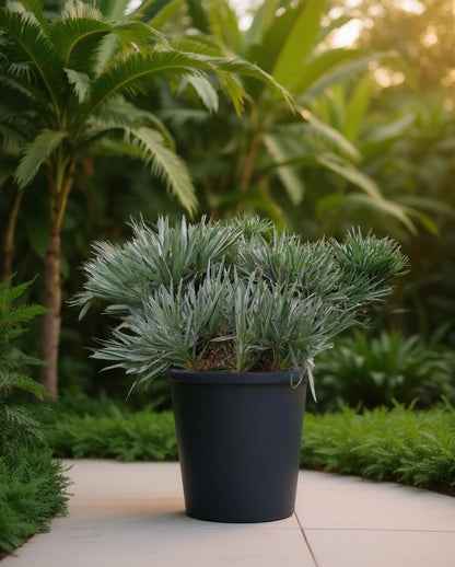 Trithrinax campestris - Blaue Dattelpalme