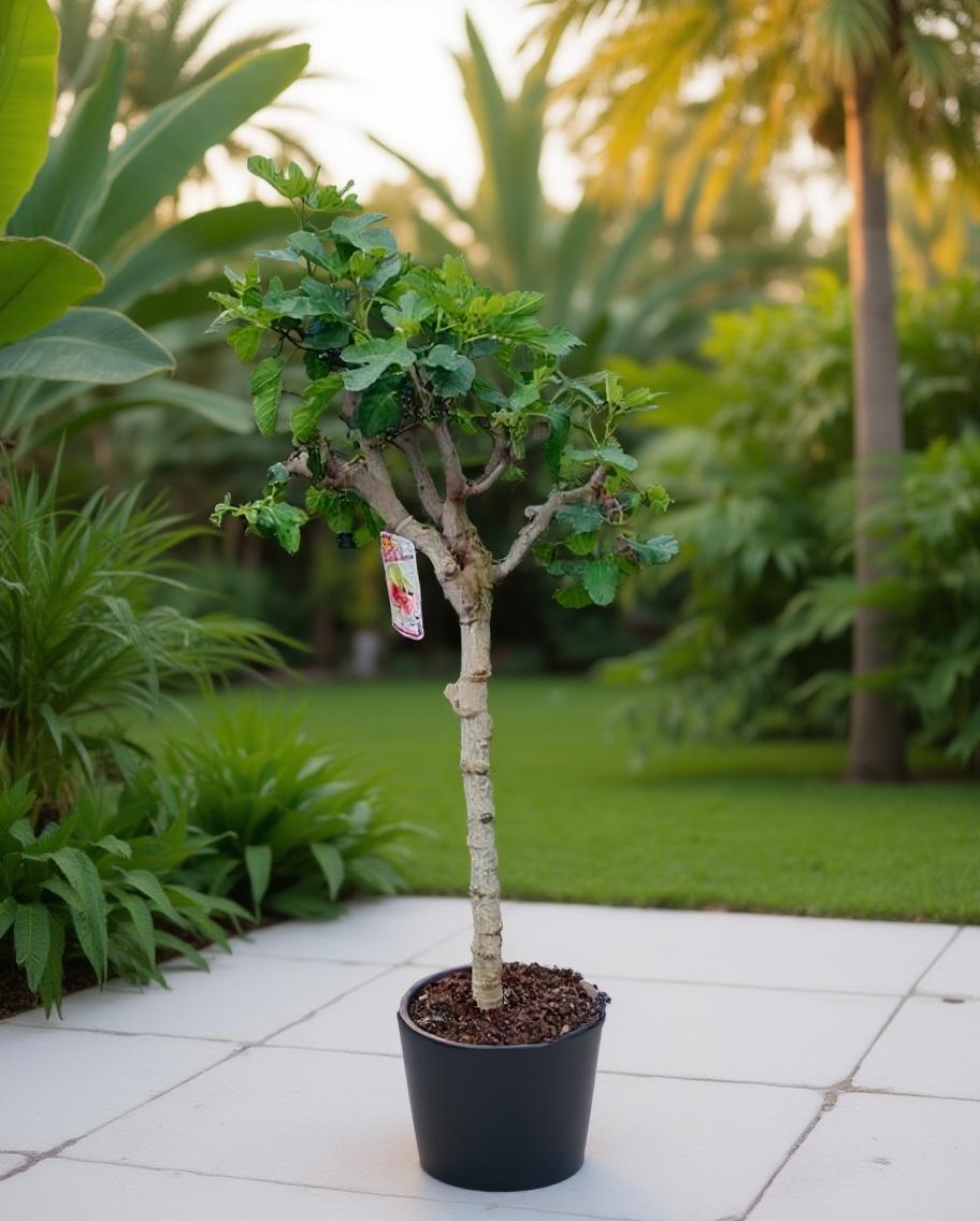 Ficus carica 'Brown Turkey' - Fig tree