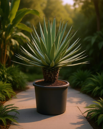 Agave angustifolia