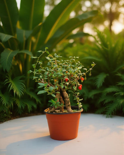 Lycium barbarum - Goji Bessen Plant - Superfruit - Biologisch