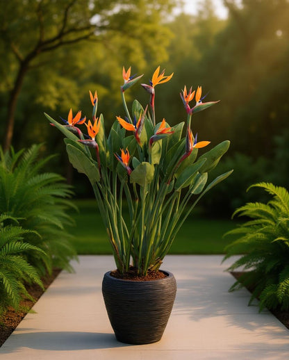 Strelitzia nicolai/reginae - Bird of Paradise flower