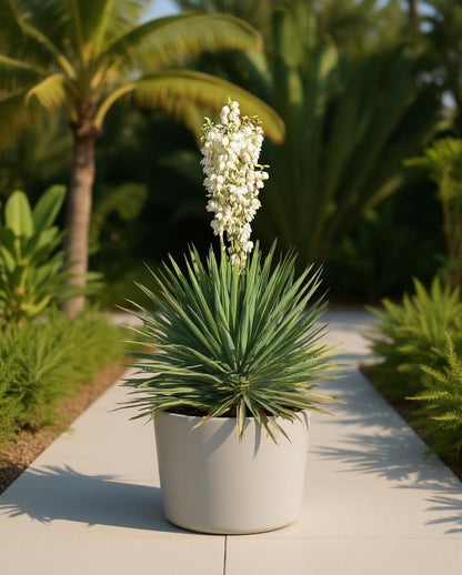 Yucca filamentosa - Palmlelie - Witte bloem