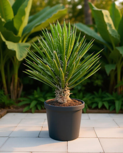 Yucca filifera - Palmlilie
