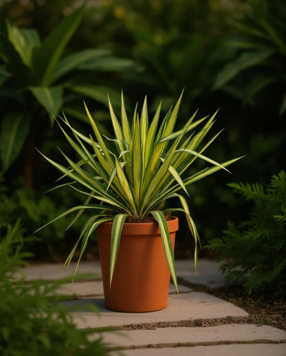 Yucca filamentosa 'Color Guard' - Palmlilie