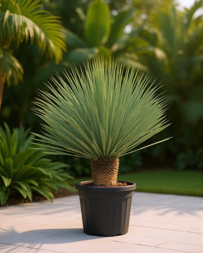 Yucca rostrata - Palmlilie 