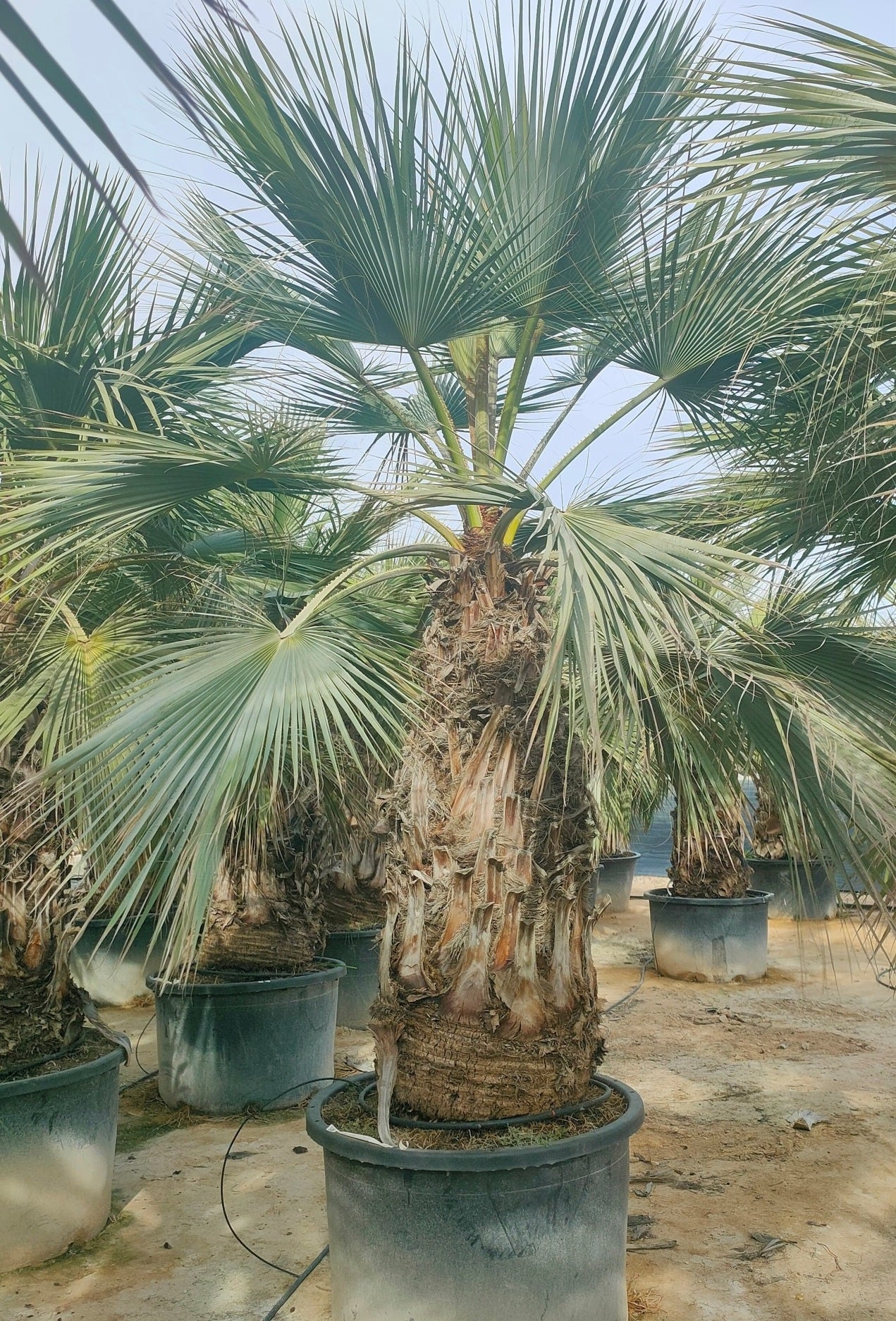 Brahea armata - Mexicaanse Blauwe Waaierpalm