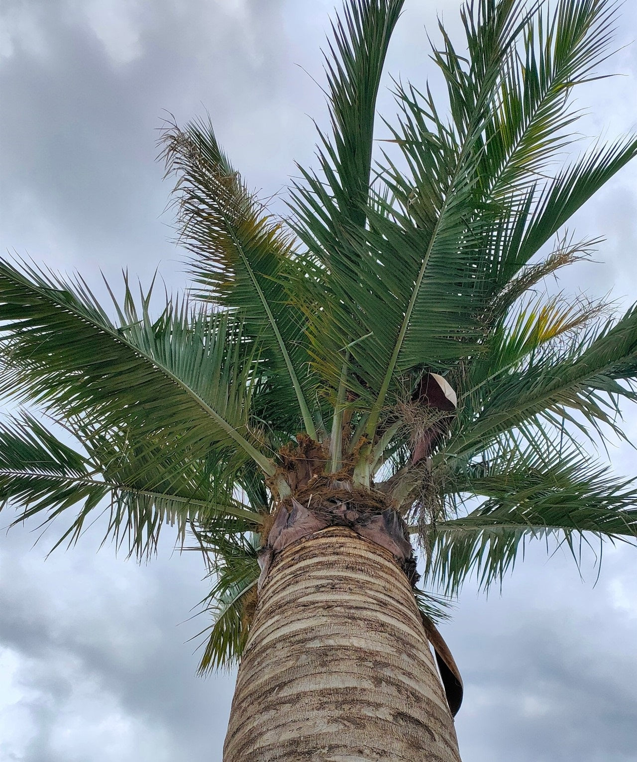 Jubaea chilensis - Coconut palm