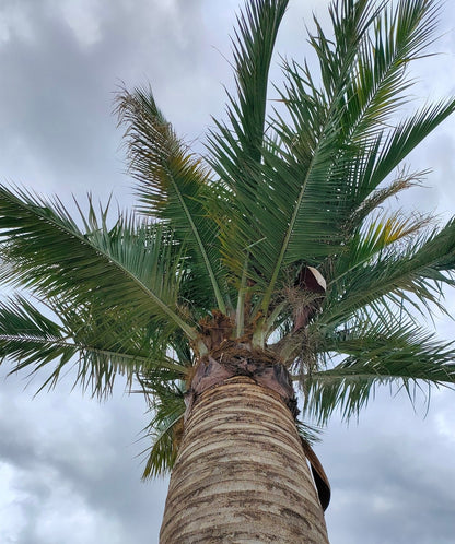 Jubaea chilensis - Coconut palm