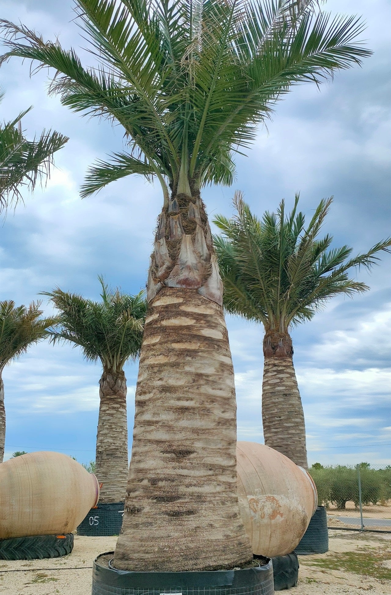 Jubaea chilensis - Coconut palm