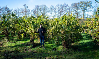 Trachycarpus fortunei 'Royal' - Königliche Fächerpalme