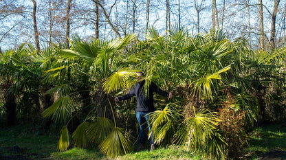 Trachycarpus fortunei 'Royal' - Königliche Fächerpalme